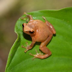 How Endemism Happens